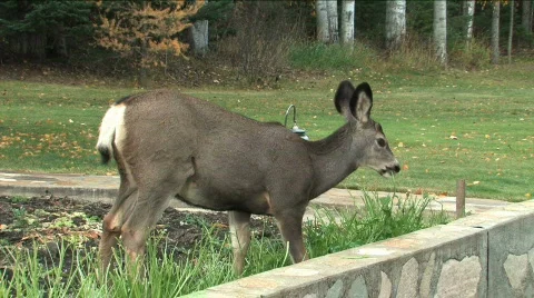 Deer in garden Stock Footage 86525