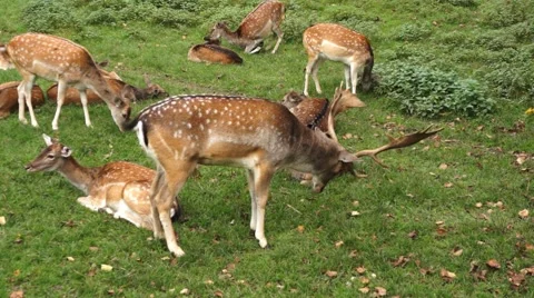 Deer in the garden Stock Footage 43801711
