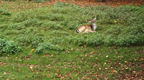 Deer in the garden Stockbeeldmateriaal 43806502