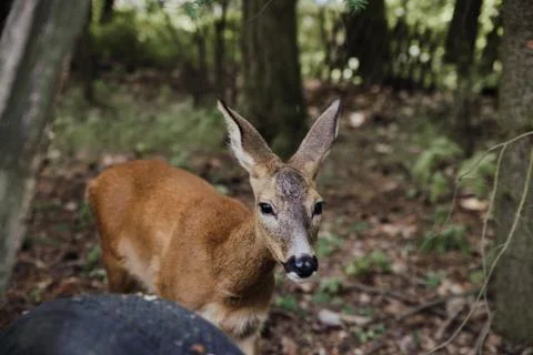 Deer in the garden Stock Photos