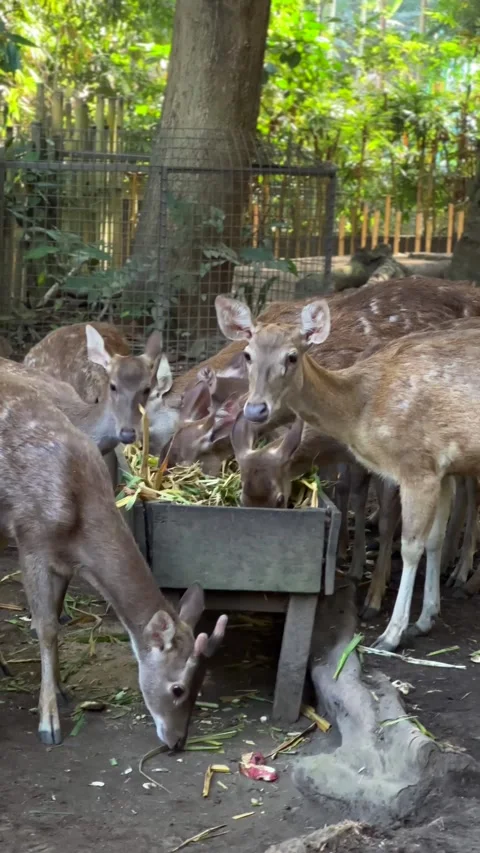 Deer gather around feeding trough. Wildlife conservation concept Vídeo Stock 336655327