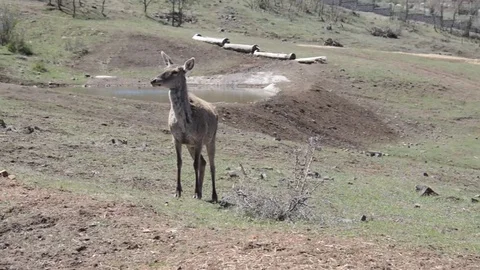 Deer Gazelle 스톡 동영상 83585216