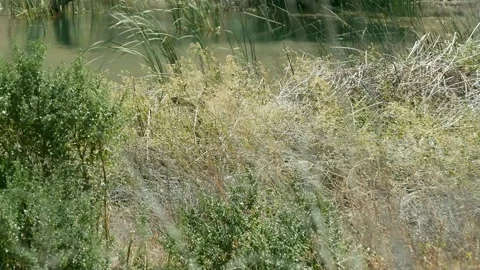 A Deer gets startled and then Leaps (Nature Footage) Stock Footage 283282802