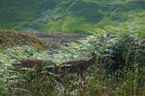 Deer in the Glen etive Stock Photos