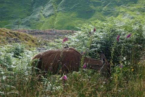 Deer in the Glen etive Stock Photos