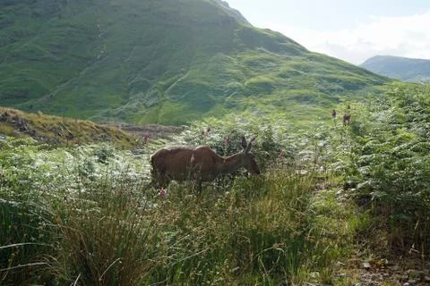 Deer in the Glen etive Stock Photos