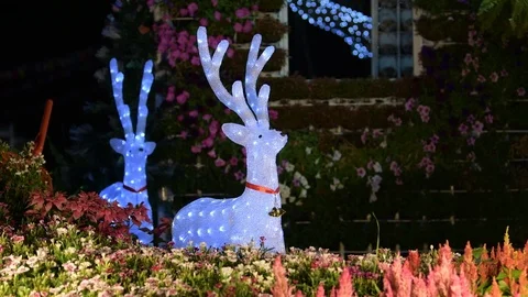 Deer glowing light Stock Footage 123847757