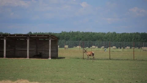 THE DEER GOES UNDER THE CANOPY Stock Footage 158127085