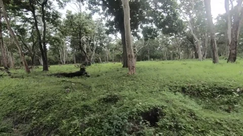 Deer going deeper into the forest of Kabini national park Stock Footage 282653833