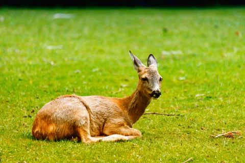 The Deer at the Grass 1 Stock Photos
