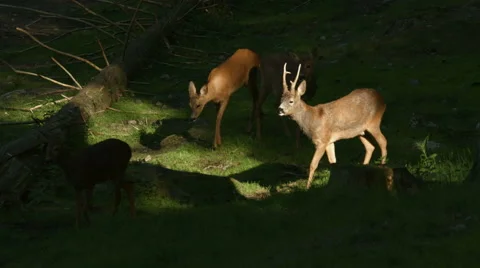 Deer on a grass field Stock Footage 49108125