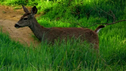 Deer at grass field with trees at the background Stock Footage 87852961