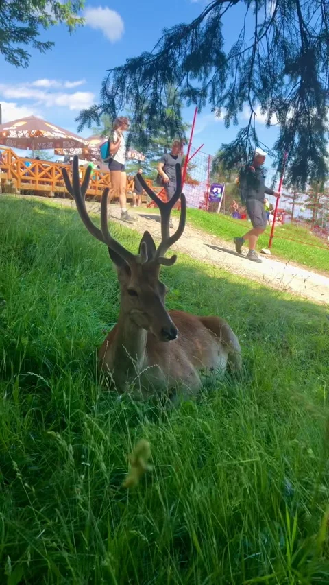 Deer in the grass, in the forest Stock Footage 176890332