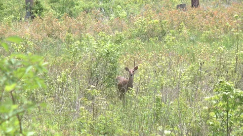 Deer in grass, looks at camera Video stock 23085968