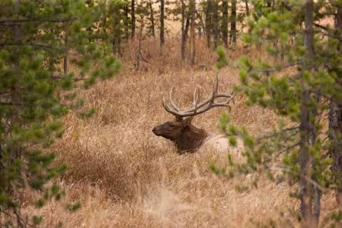 A deer into the grass Stock Photos