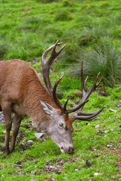 Deer on the Grass Stock Photos