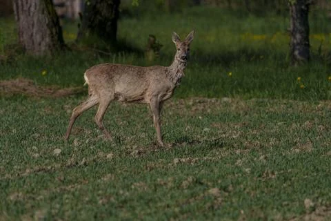 Deer in grass with trees in background Stock Photos