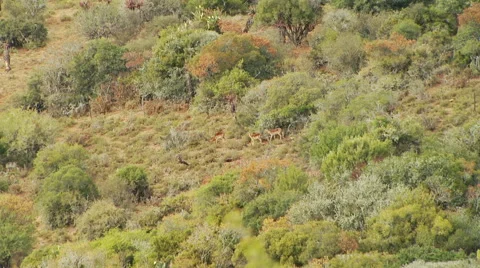 Deer in grassland Stockbeeldmateriaal 54591264