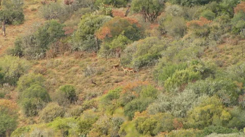 Deer in grassland Stock Footage 54591266