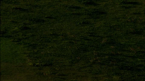 Deer Grasslands Plain Prairie Stock Footage 38132202