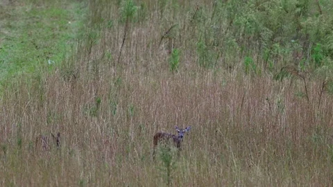Deer in grassy field Stock Footage 289727424