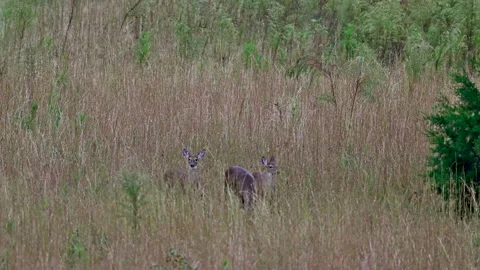 Deer in grassy field Stock Footage 289727443