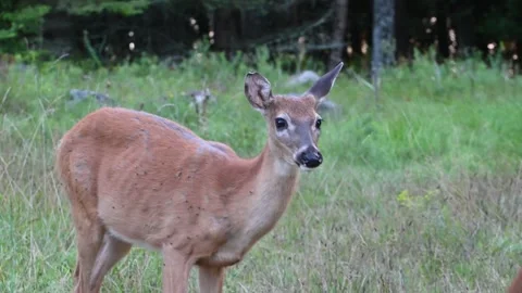 A deer in a grassy field with vegetation and trees in the background. Stock Footage 336507322
