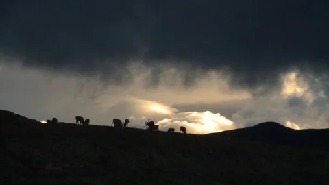 Deer graze on the background of sunset and clouds Stockbeeldmateriaal 118907253