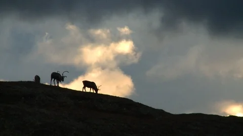 Deer graze on the background of sunset and clouds Stockbeeldmateriaal 118908377