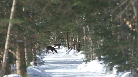 Deer graze in the distance in the forest in winter. Stock Footage 114180765