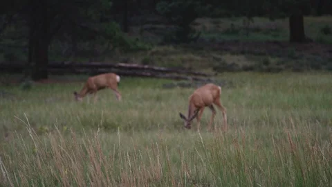 Deer graze on grass in meadow Stock Footage 127459451