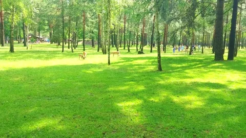 Deer graze in a green forest while people walk and enjoy the nature around them Stock-Footage 325041616