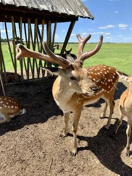 Deer graze in the meadow Stock Photos