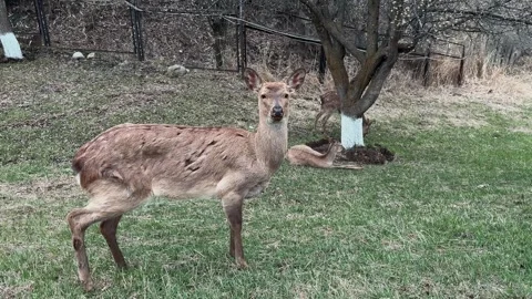 Deer graze in a mountain meadow and eat grass Stock Footage 306308397