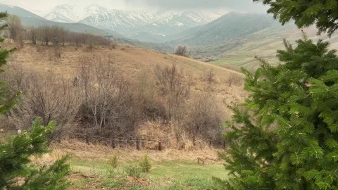 Deer graze in a mountain meadow and eat grass Stock Footage 306308401