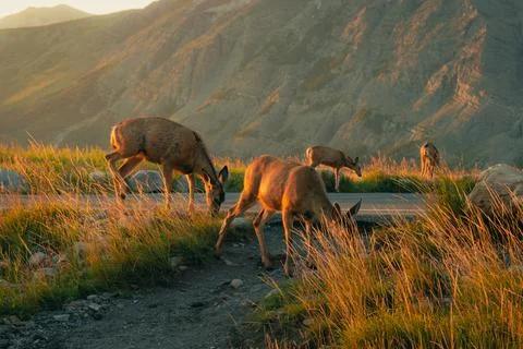Deer graze by the roadside, mountains and sunset painting a golden scene. Stock Photos