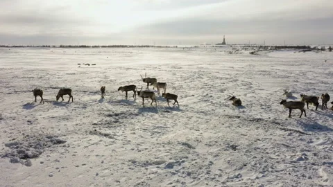 Deer graze in the snow. Drilling platform in the background. Tundra. Deer are Stock Footage 145551385