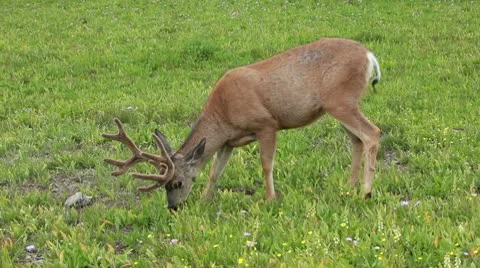 Deer graze walk mountain meadow P HD 0532 Stock Footage 10593916