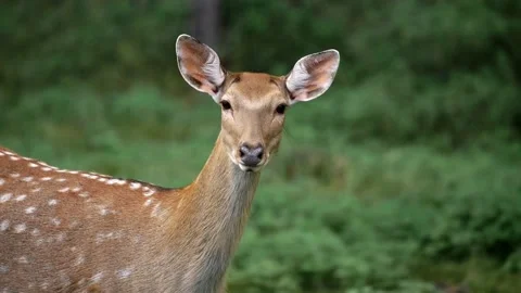 A deer grazes along with a herd of deer in the forest. Roe deer, capreolus Stock Footage 161032376