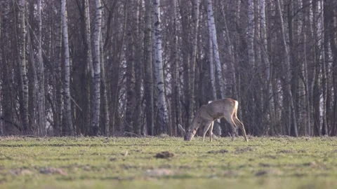 A deer grazes in the field, a birch forest in the background, 4K slomo Stock Footage 171861344