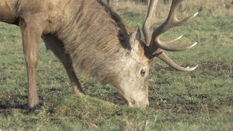 Deer grazes in a field Stock Footage 91375988