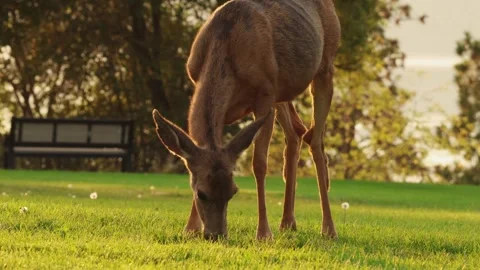Deer grazes on grass, backlit by sunset Stock Footage 285689549