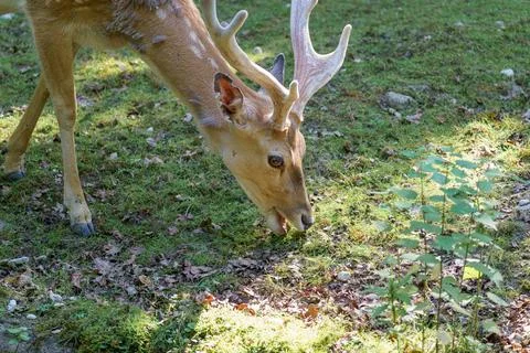 Deer grazes on grass in a forest during daylight hours under natural sunlight 스톡 사진