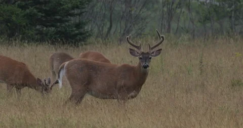 A deer grazes in a grassy field. Stock Footage 148102674
