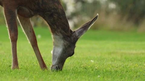 Deer grazes on green grass Stock Footage 285689542