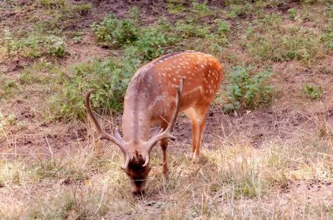 Deer grazes in the meadow. Deer eats grass. Young deer in the park. Stock Photos