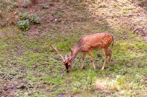 Deer grazes in the meadow. Deer eats grass. Young deer in the park. Stock Photos