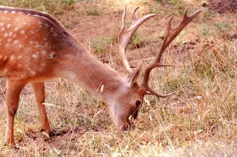Deer grazes in the meadow. Deer eats grass. Young deer in the park. Foto stock