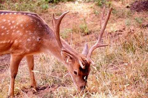 Deer grazes in the meadow. Deer eats grass. Young deer in the park. Stock Photos