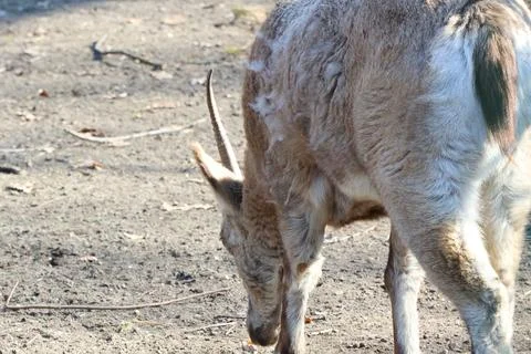 A deer grazes peacefully on a sunlit patch of earth, its natural adaptation a 스톡 사진